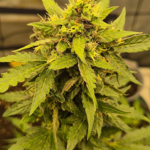 Anna, CBD (49-56BT/77- 84 Tage nach Keimung) growlog timeline photo