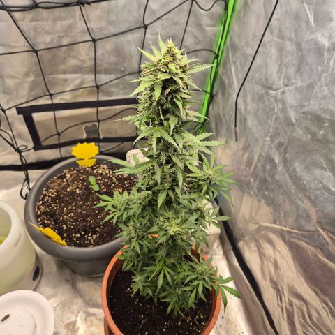 Anna, CBD (49-56BT/77- 84 Tage nach Keimung) growlog timeline photo