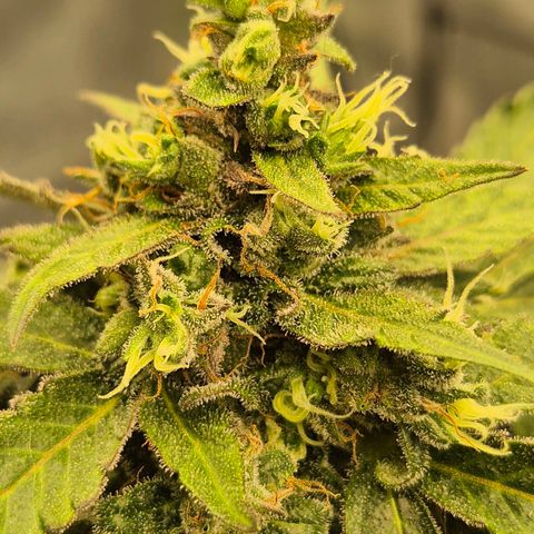 Anna, CBD (49-56BT/77- 84 Tage nach Keimung) growlog timeline photo