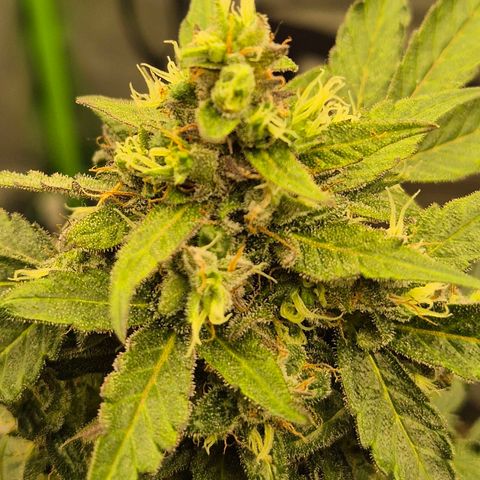 Anna, CBD (49-56BT/77- 84 Tage nach Keimung) growlog timeline photo