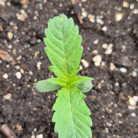 LSD auto (63-70 Tage ab Keimung) growlog timeline photo