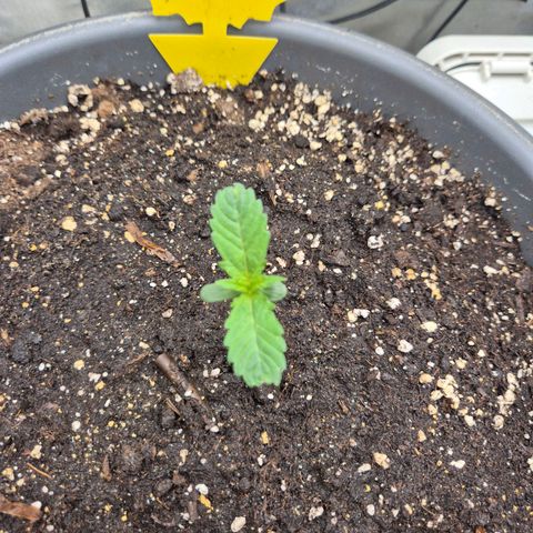 LSD auto (63-70 Tage ab Keimung) growlog timeline photo