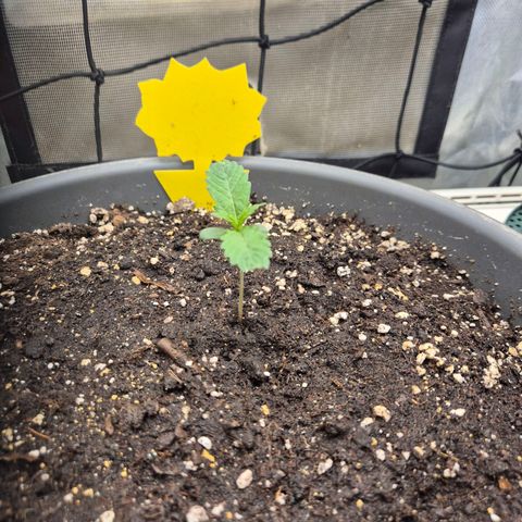 LSD auto (63-70 Tage ab Keimung) growlog timeline photo