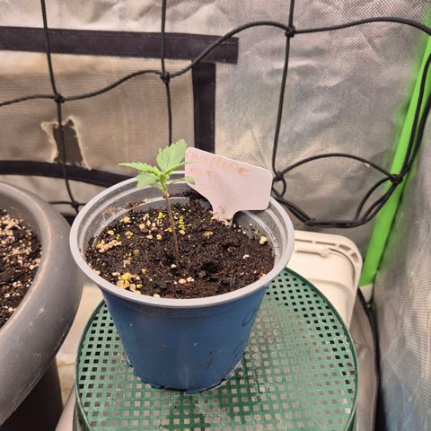 💚CHOCOLOPE 🍫 ☕️auto (56-63 BT) growlog timeline photo
