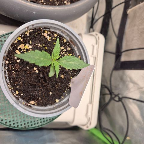 💚CHOCOLOPE 🍫 ☕️auto (56-63 BT) growlog timeline photo