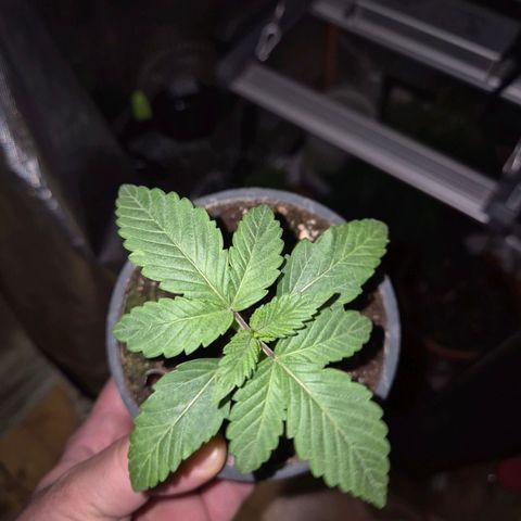 ICE 💚🧊 (63-70bt) growlog timeline photo