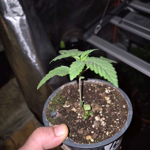 ICE 💚🧊 (63-70bt) growlog timeline photo