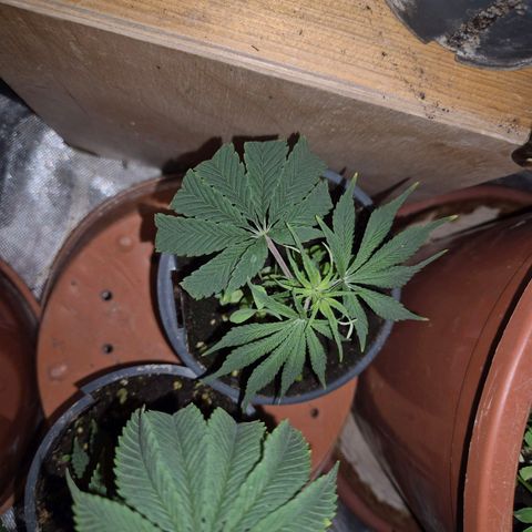 Mimosa evo stecki  🍊🍋🍍 (65-70bt) growlog timeline photo