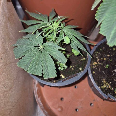 Mimosa evo stecki  🍊🍋🍍 (65-70bt) growlog timeline photo