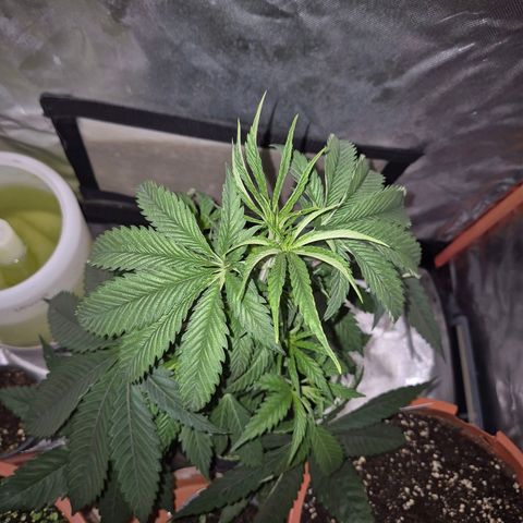 Ice cream cake 🍰 & permanent marker🖊(65-73bt) growlog timeline photo