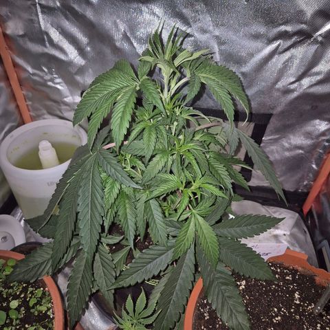Ice cream cake 🍰 & permanent marker🖊(65-73bt) growlog timeline photo