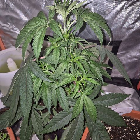 Ice cream cake 🍰 & permanent marker🖊(65-73bt) growlog timeline photo
