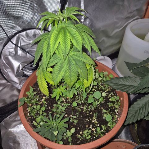 💚Bubba kush 🦝 (56-63 BT) growlog photo: Langsam, langsam