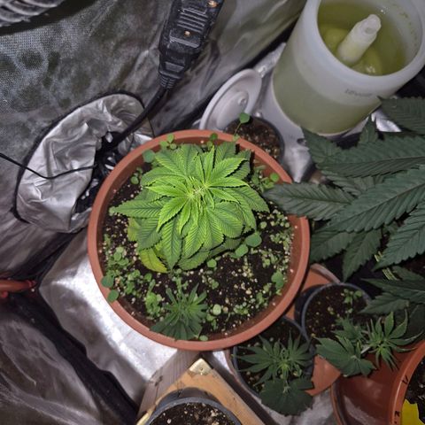 💚Bubba kush 🦝 (56-63 BT) growlog timeline photo