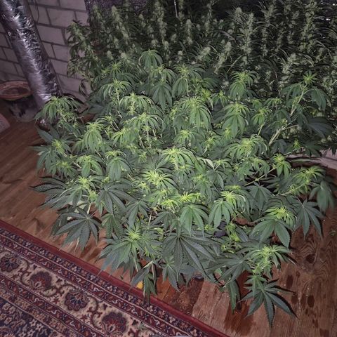 WTF- Königin Mimosa evo 👑👑👑 (65-70bt) growlog photo: Entlaubt