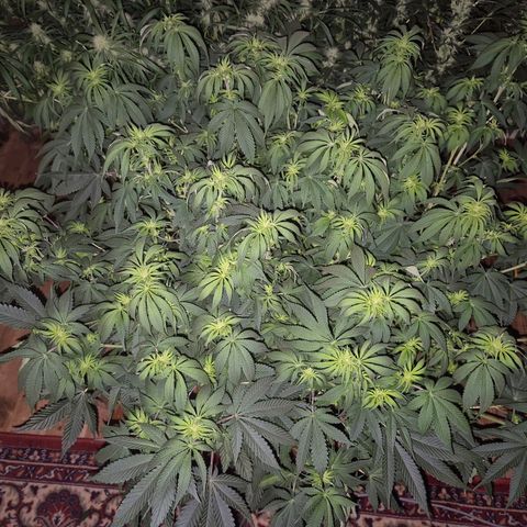 WTF- Königin Mimosa evo 👑👑👑 (65-70bt) growlog timeline photo