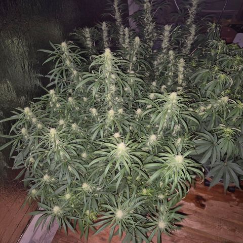 Afghani #1 (45-50bt) growlog timeline photo