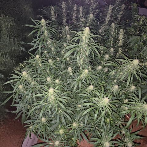 Afghani #1 (45-50bt) growlog timeline photo