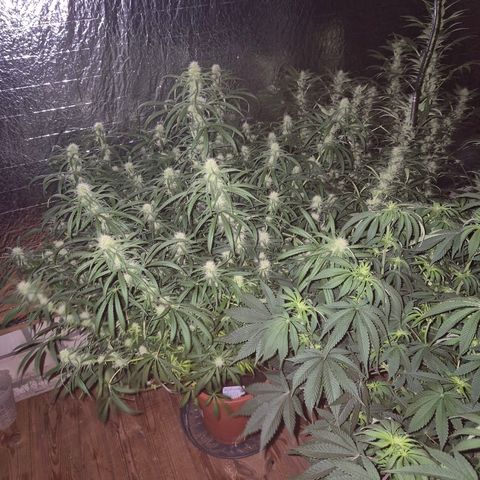 Afghani #1 (45-50bt) growlog timeline photo