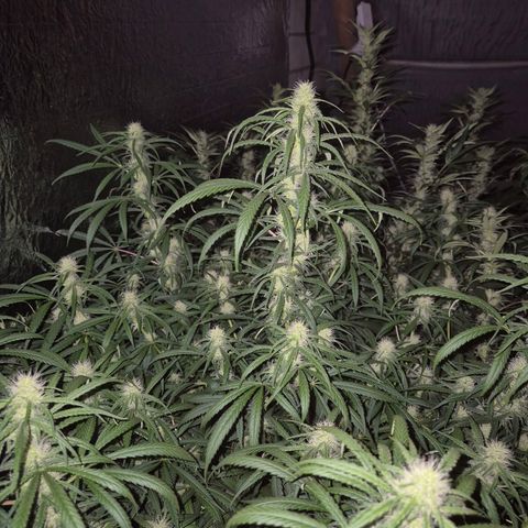 Afghani #1 (45-50bt) growlog timeline photo