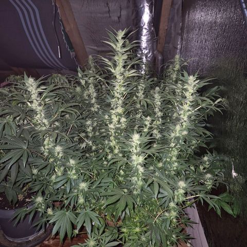 Biscotti (56-70bt) growlog photo: Entlaubt