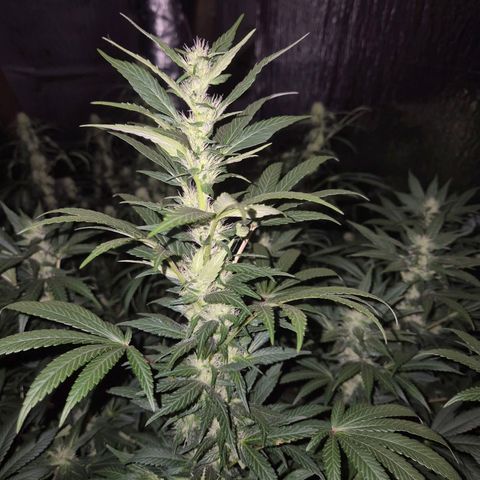 Biscotti (56-70bt) growlog photo: Entlaubt