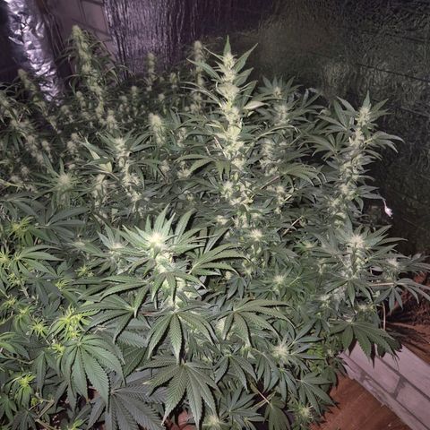Biscotti (56-70bt) growlog photo: Entlaubt