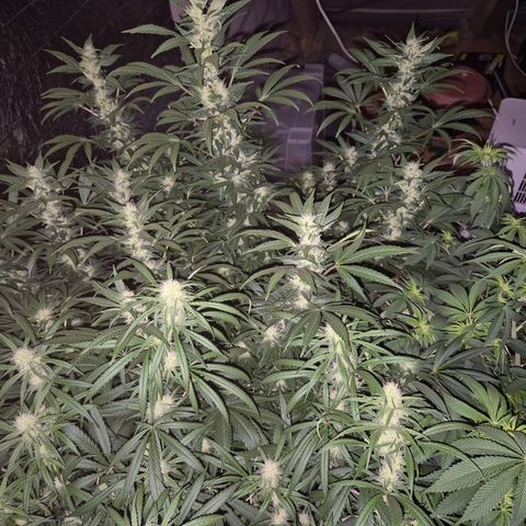 Biscotti (56-70bt) growlog photo: Entlaubt