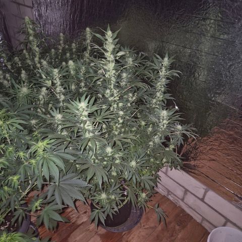 Biscotti (56-70bt) growlog photo: Entlaubt