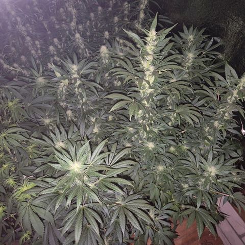 Biscotti (56-70bt) growlog photo: Entlaubt