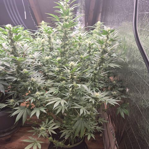 Biscotti (56-70bt) growlog timeline photo