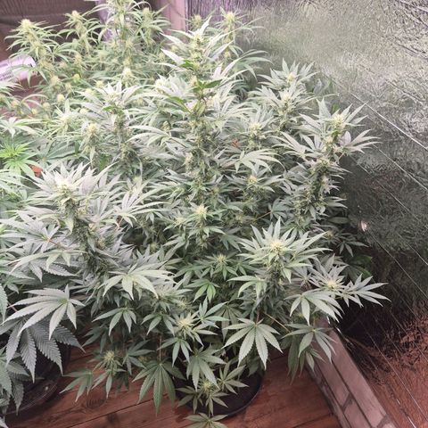 Biscotti (56-70bt) growlog timeline photo