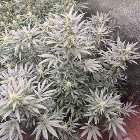 Biscotti (56-70bt) growlog timeline photo