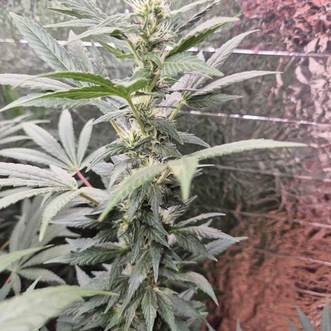 Biscotti (56-70bt) growlog timeline photo