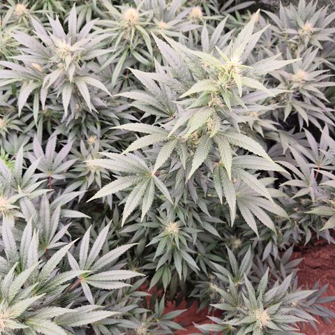 Biscotti (56-70bt) growlog timeline photo