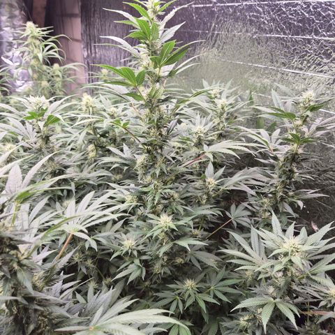 Biscotti (56-70bt) growlog timeline photo