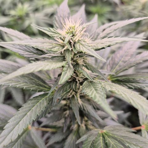 Biscotti (56-70bt) growlog timeline photo