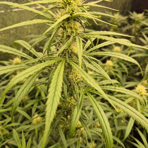 Afghani #1 (45-50bt) growlog timeline photo