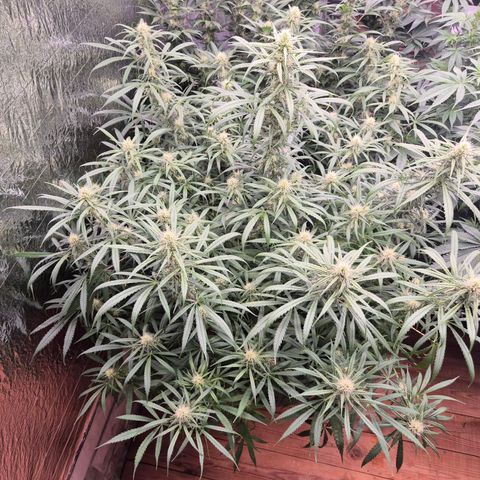 Afghani #1 (45-50bt) growlog timeline photo