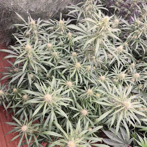 Afghani #1 (45-50bt) growlog timeline photo