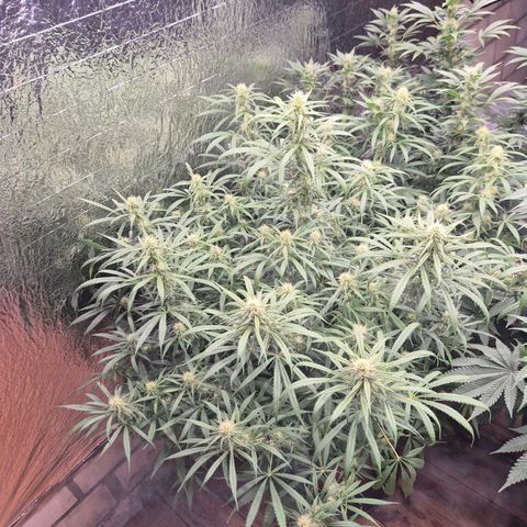Afghani #1 (45-50bt) growlog timeline photo