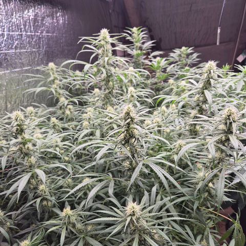 Afghani #1 (45-50bt) growlog timeline photo