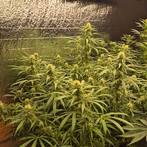 Afghani #1 (45-50bt) growlog timeline photo