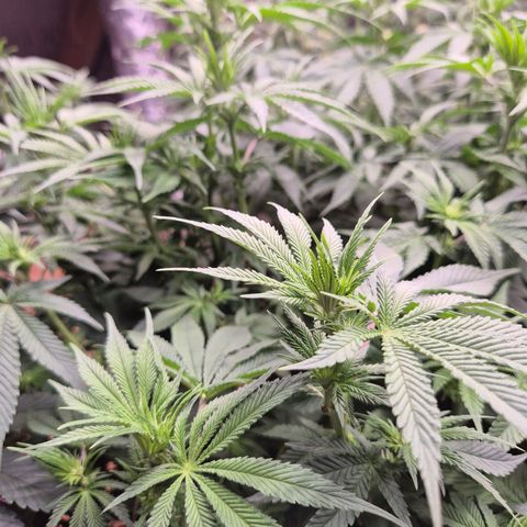 WTF- Königin Mimosa evo 👑👑👑 (65-70bt) growlog timeline photo