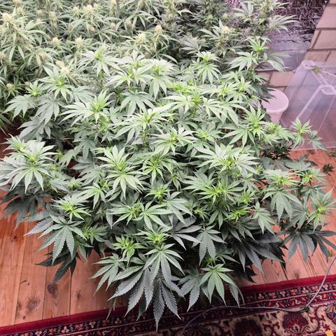 WTF- Königin Mimosa evo 👑👑👑 (65-70bt) growlog timeline photo