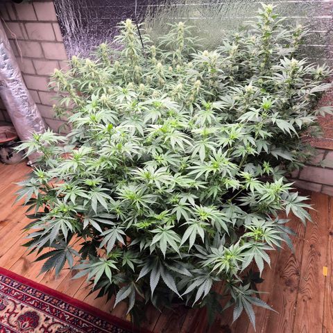 WTF- Königin Mimosa evo 👑👑👑 (65-70bt) growlog timeline photo