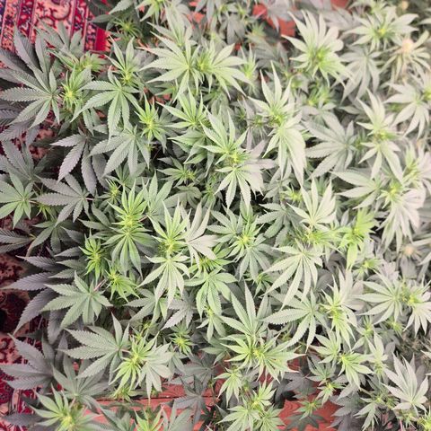 WTF- Königin Mimosa evo 👑👑👑 (65-70bt) growlog timeline photo