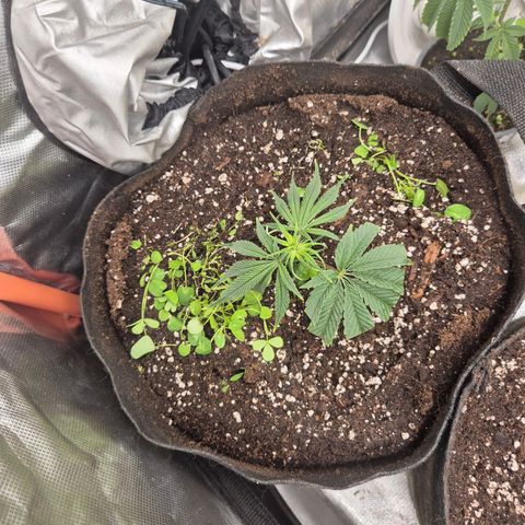 Mimosa evo stecki  🍊🍋🍍 (65-70bt) growlog photo: Umgezogen 