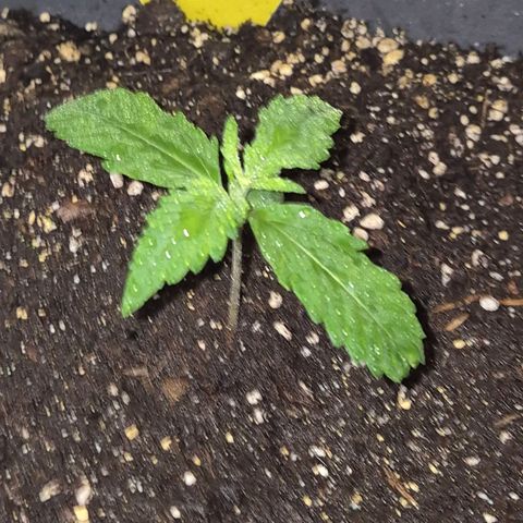 LSD auto (63-70 Tage ab Keimung) growlog photo: Das ist nur wasser😅😉
