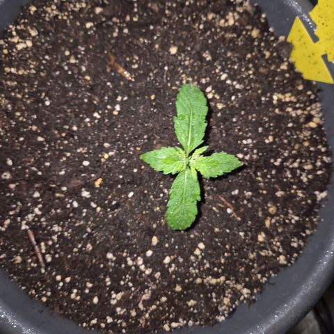 LSD auto (63-70 Tage ab Keimung) growlog timeline photo